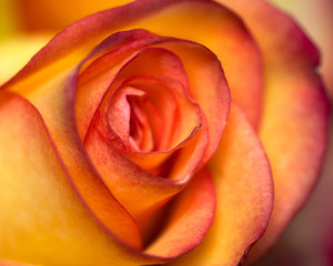 Fototapeta na wymiar In the eye of the rose - Im Auge der Rose