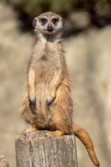 aurykatka © Henryk Olszewski