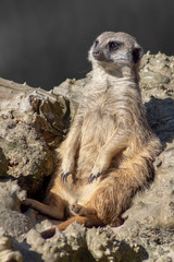 aurykatka © Henryk Olszewski