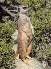 aurykatka © Henryk Olszewski