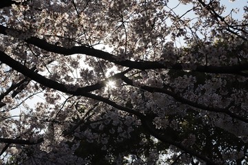 branches of tree in winter