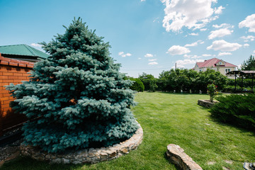 Blue spruce grows in the backyard garden