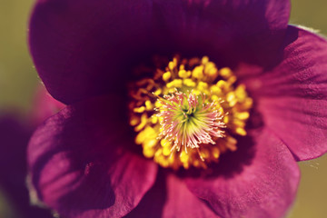 Blühende Küchenschelle Pulsatilla Vulgaris