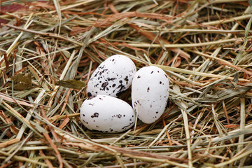 Naklejka na ściany i meble Spring. Nature. Quail Eggs Nest