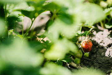 Red strawberry grows on the garden