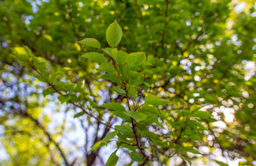Leaves on apricot branches in spring