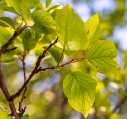 Leaves on apricot branches in spring