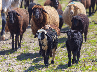 Sheep graze in the meadow in spring