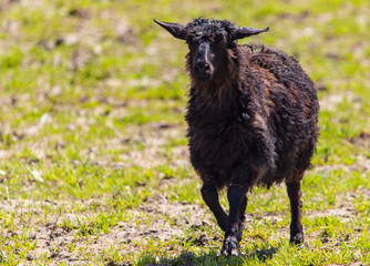 Sheep graze in the meadow in spring