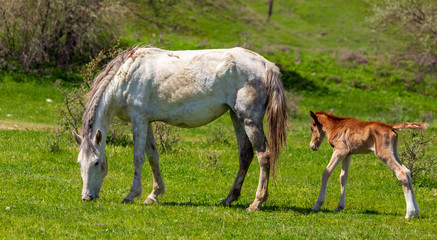 Obraz na płótnie Canvas Horse with a little foal in the park