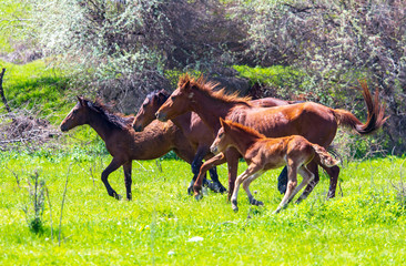 Horses run in nature in spring