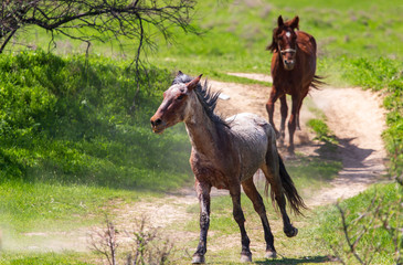Obraz na płótnie Canvas Horses run in nature in spring