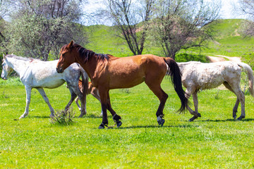 Obraz premium Horses graze on green grass in spring
