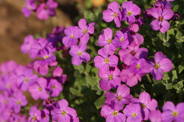 Obraz premium Blühendes Blaukissen Aubrieta