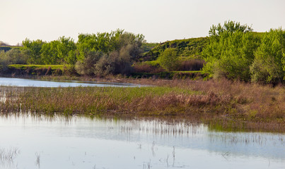 Reed grows in the pond as a background