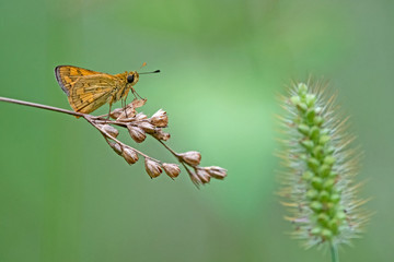 small bown butterfly