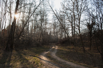 Birch tree grove in spring. The road in the birch grove spring, the path in the forest among the birches. birch grove and rural road.