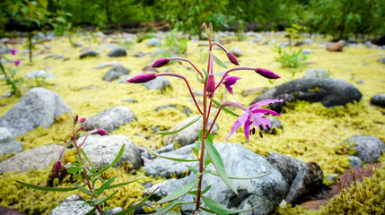 Purple thin flowers in front of mossy rock bed.