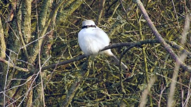 Raubw&uuml;rger&nbsp;(Lanius excubitor) schaut nach oben