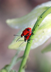 Lilienhähnchen bei der Paarung