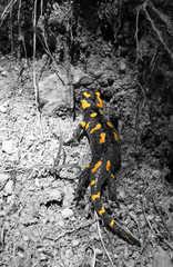 Feuersalamander im Gebirge