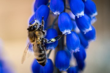 Honigbiene im Frühling auf der Suche nach Nektar 