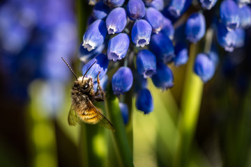 Honigbiene im Frühling auf der Suche nach Nektar  © Markus