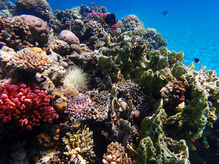 coral reef in egypt