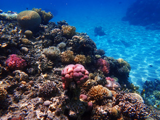 Naklejka na ściany i meble color coral reef in egypt
