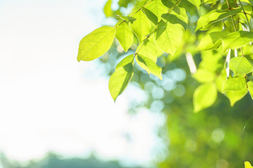 Green leaf background, Fresh new green leaves glowing in sunlight, green leaves and blue sky.