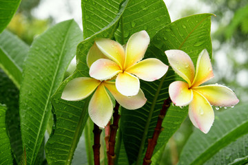 frangipani in summer