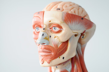 human anatomy model