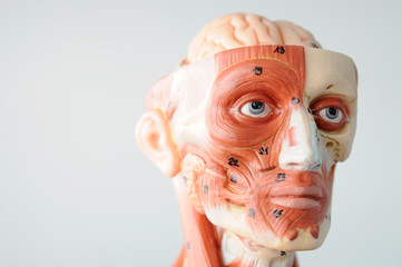 human anatomy model