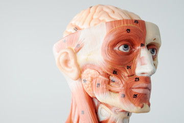 human anatomy model