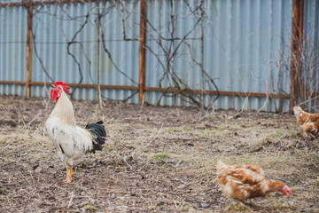 Hens in the village at countryside 