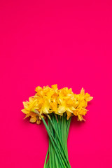 Beautiful bouquet of yellow daffodils on red background