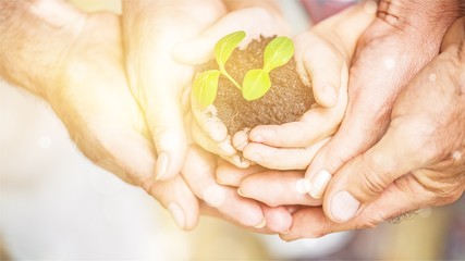 Pure green plant with soil in human hands on background
