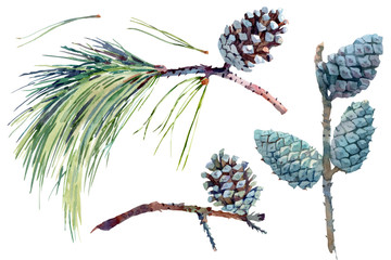 Set of pine branches and cones