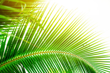 Obraz premium Detail of coconut trees with soft light background or vintage style.