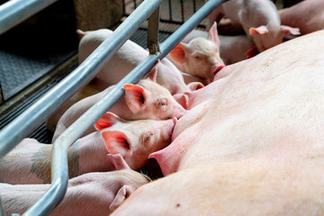 PIG in Modern pig farm