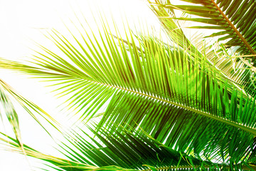 Obraz na płótnie Canvas Detail of coconut trees with soft light background or vintage style.