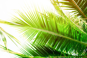 Obraz premium Detail of coconut trees with soft light background or vintage style.