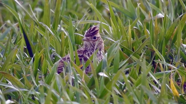 Feldlerche, Eurasian skylark  (Alauda ,arvensis)