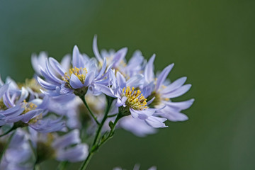 light blue daisy in green background