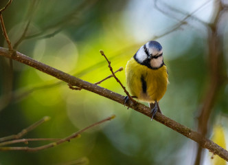 Blue tit on branch in woodland 