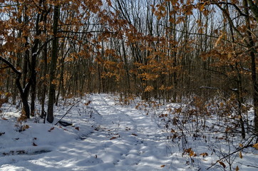Fresh view of snowy  deciduous forest with dirt road in winter near  Zavet town, Bulgaria, Europe    