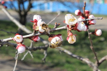 young flower buds in spring
