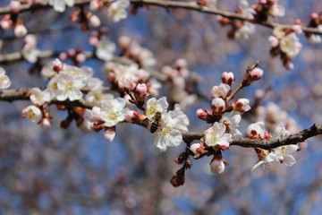 young flower buds in spring