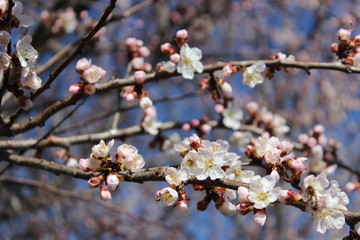 young flower buds in spring