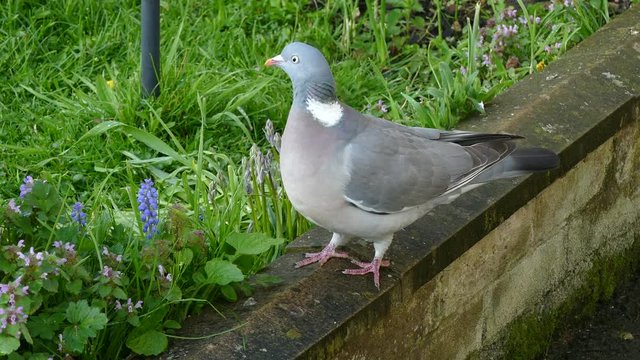 Closeup shot of a common British wood pigeon (Columba palumbus) calmly standing on a garden wall. 